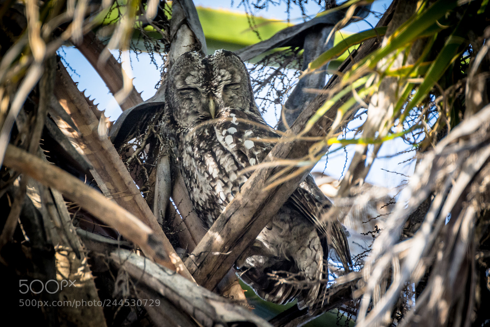 Nikon D7100 sample photo. Owl photography