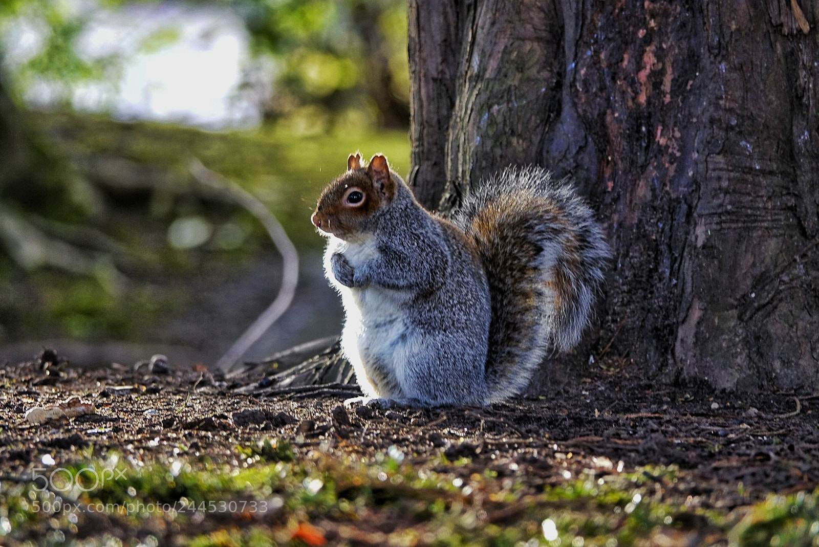 Sony Cyber-shot DSC-RX10 III sample photo. Birmingham canon hill park photography