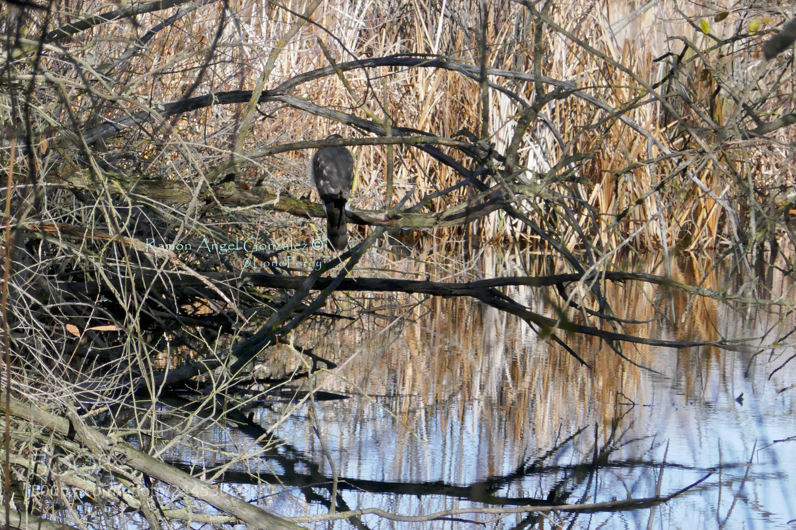 Panasonic Lumix DMC-ZS100 (Lumix DMC-TZ100) sample photo. Young goshawk perched accipiter photography