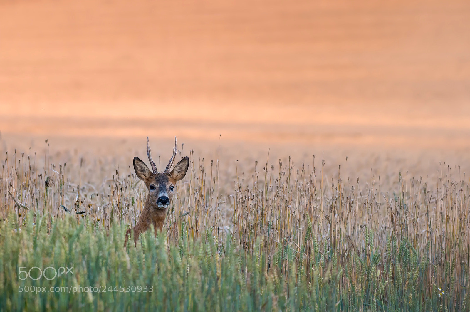 Nikon D800 sample photo. The european roe deer photography