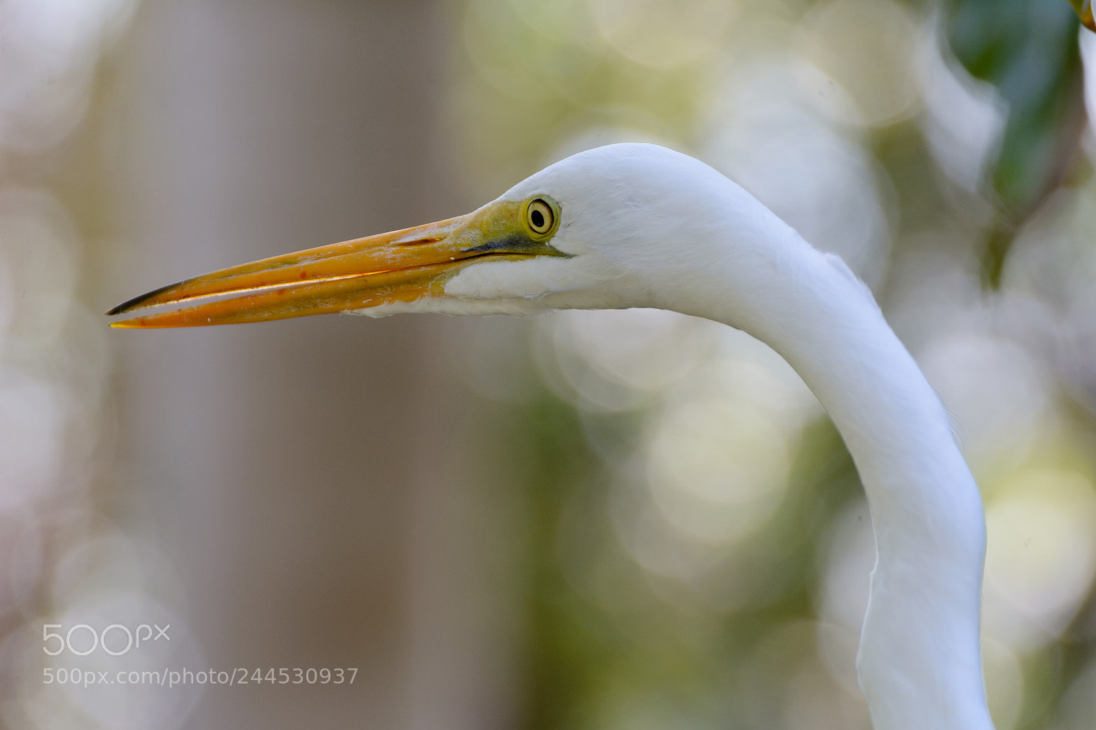 Nikon D7100 sample photo. Great egret photography