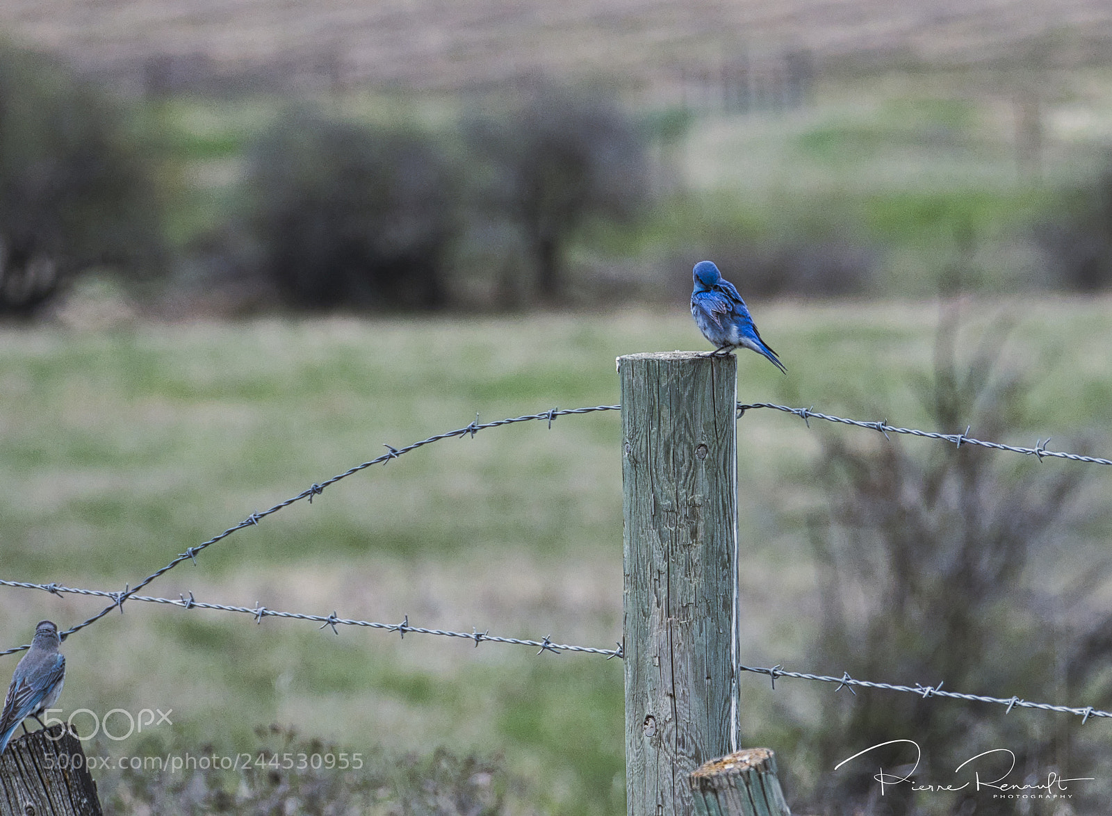 Panasonic Lumix DMC-GH4 sample photo. Male and female bluebirds photography