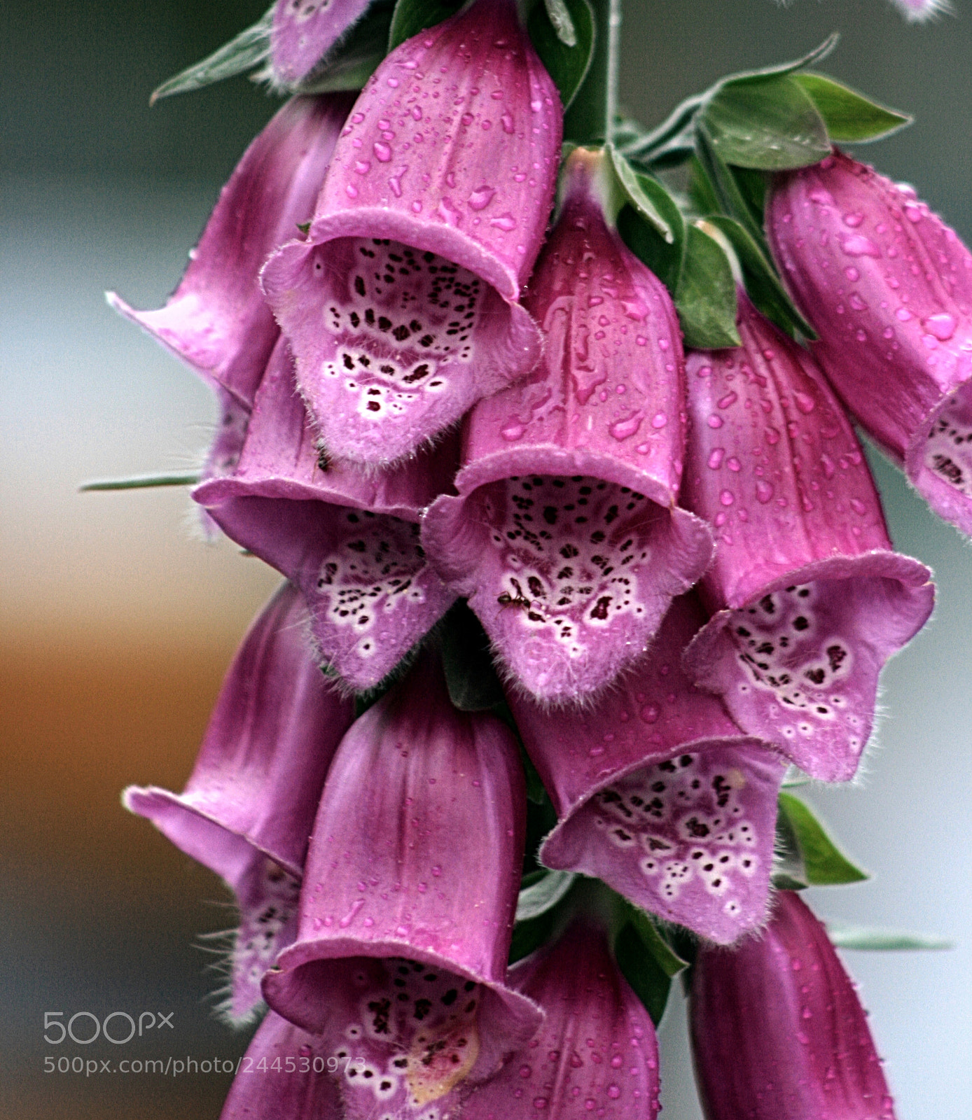 Canon EOS 400D (EOS Digital Rebel XTi / EOS Kiss Digital X) sample photo. Purple foxglove photography