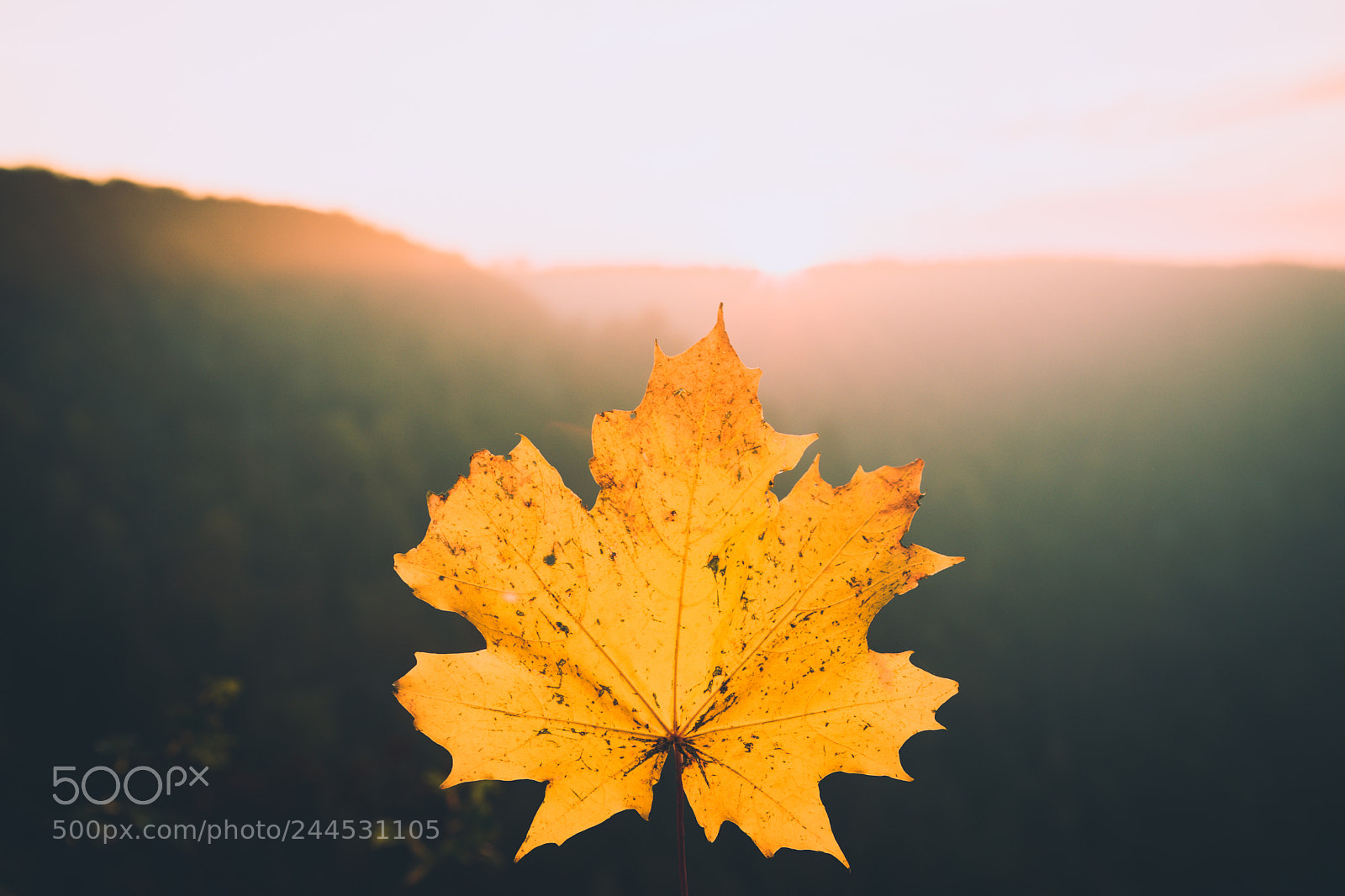 Sony a7 II sample photo. Ahorn herbstliche stimmung photography