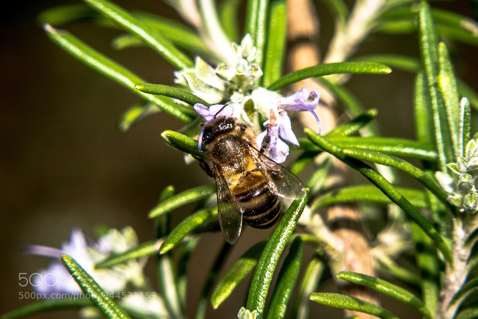Nikon D7100 sample photo. Wasp photography