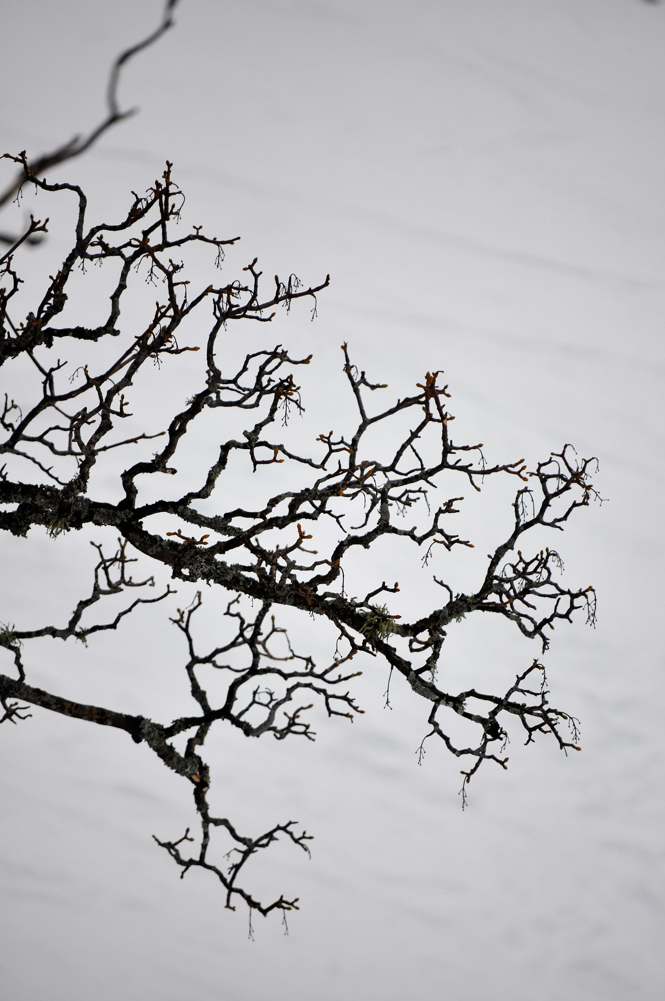 Nikon D90 sample photo. Old mountain ahorn photography