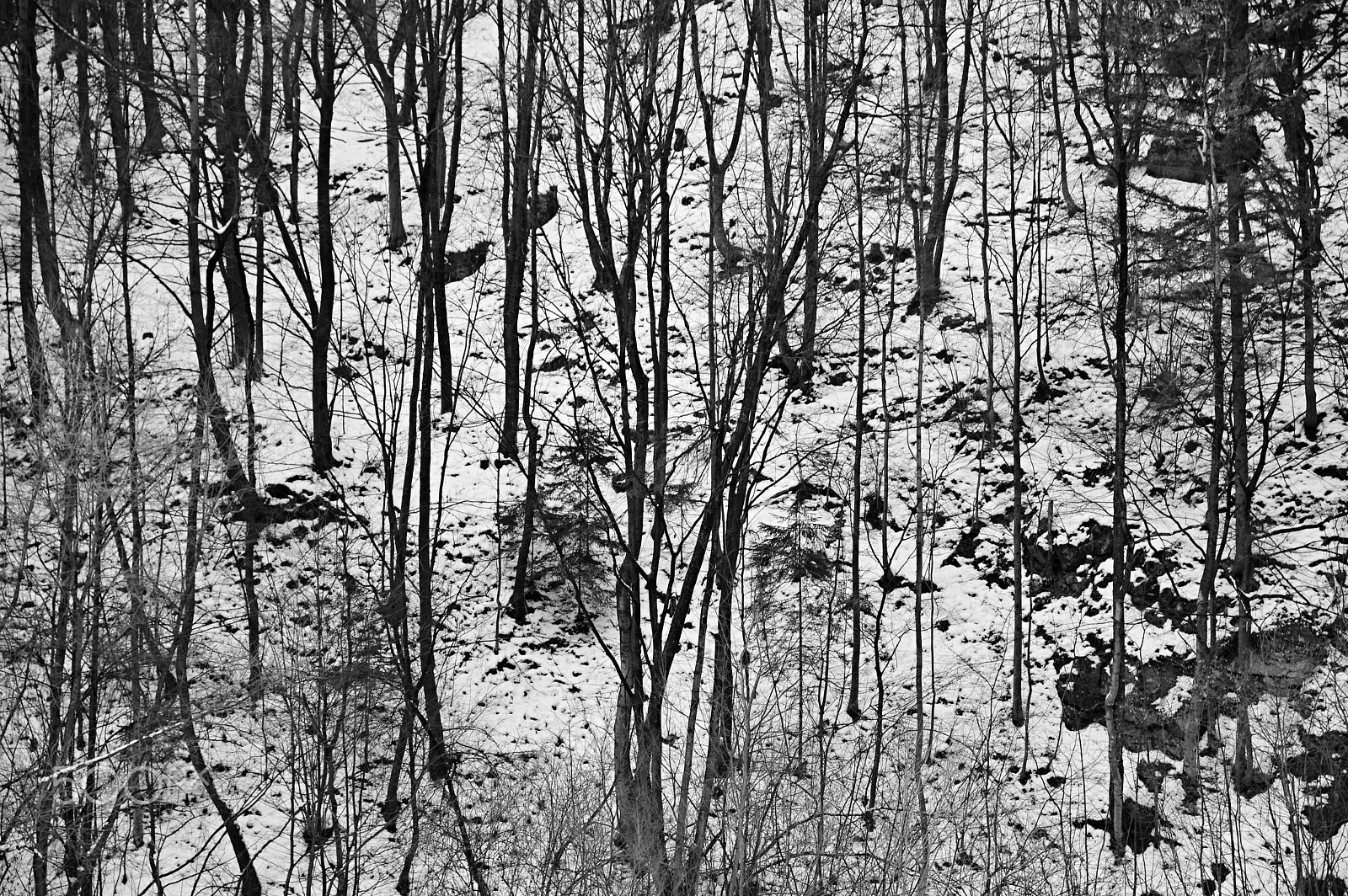 Pentax KP sample photo. Winter forest photography