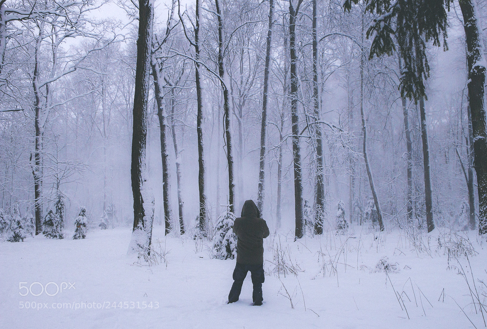 Canon EOS 60D sample photo. Snow forest photography
