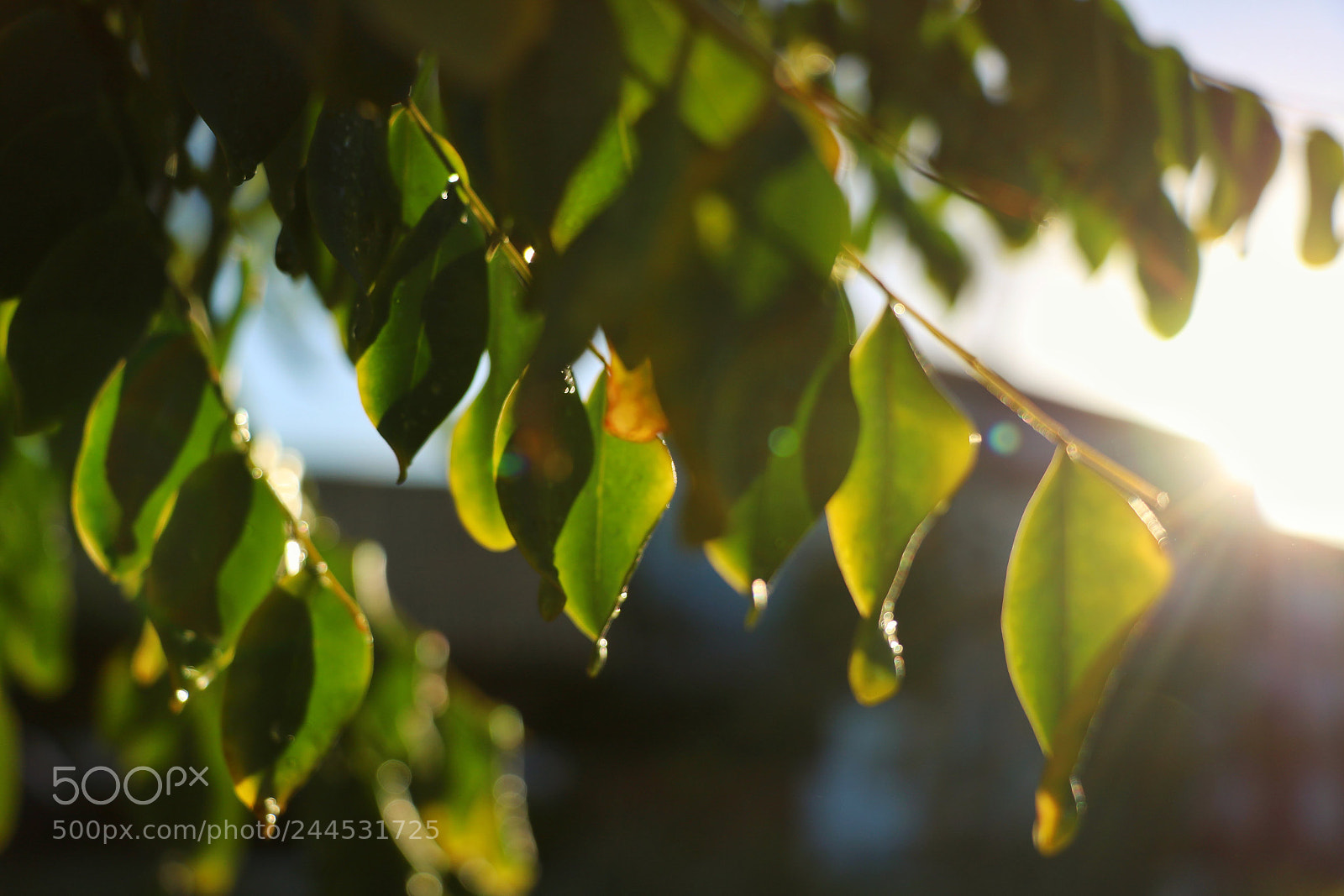 Canon EOS 750D (EOS Rebel T6i / EOS Kiss X8i) sample photo. Golden hour sun between photography