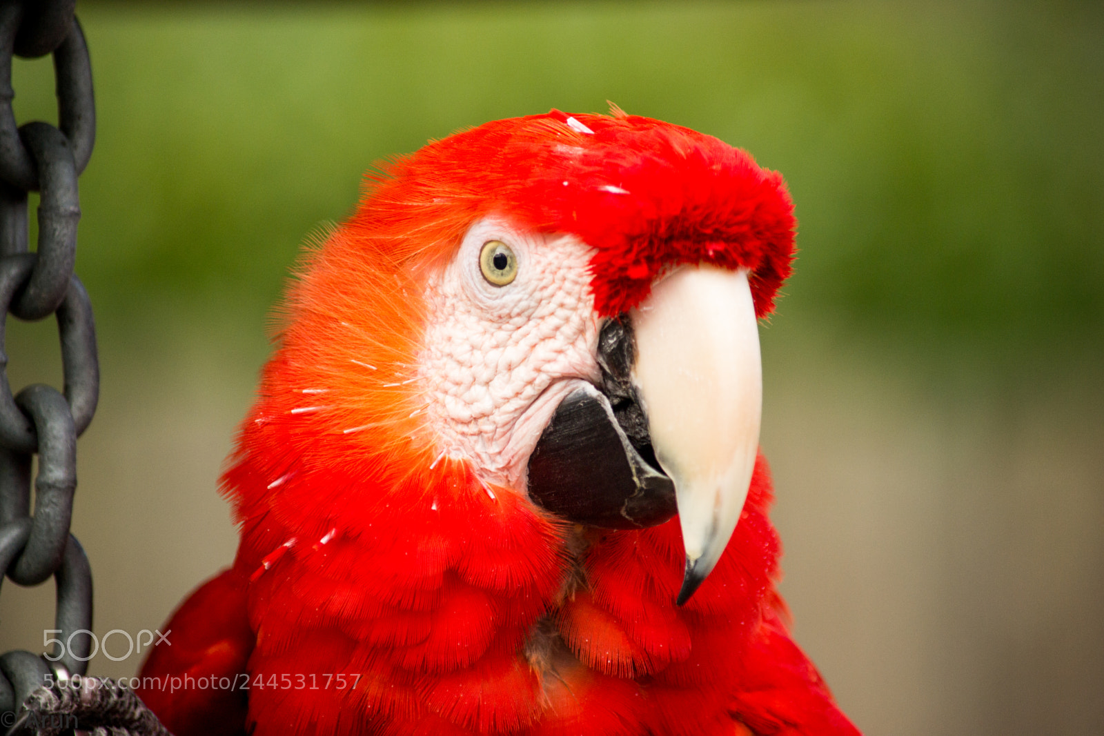 Nikon D3100 sample photo. Macaw photography