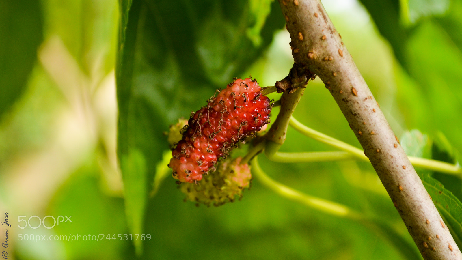 Nikon D3100 sample photo. Mulberry photography