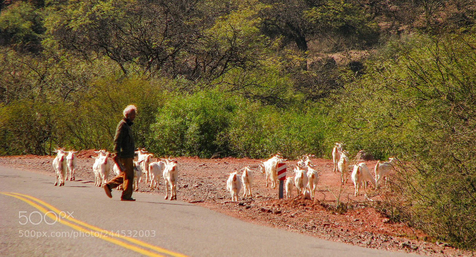 Canon POWERSHOT S5 IS sample photo. The goat keeper photography