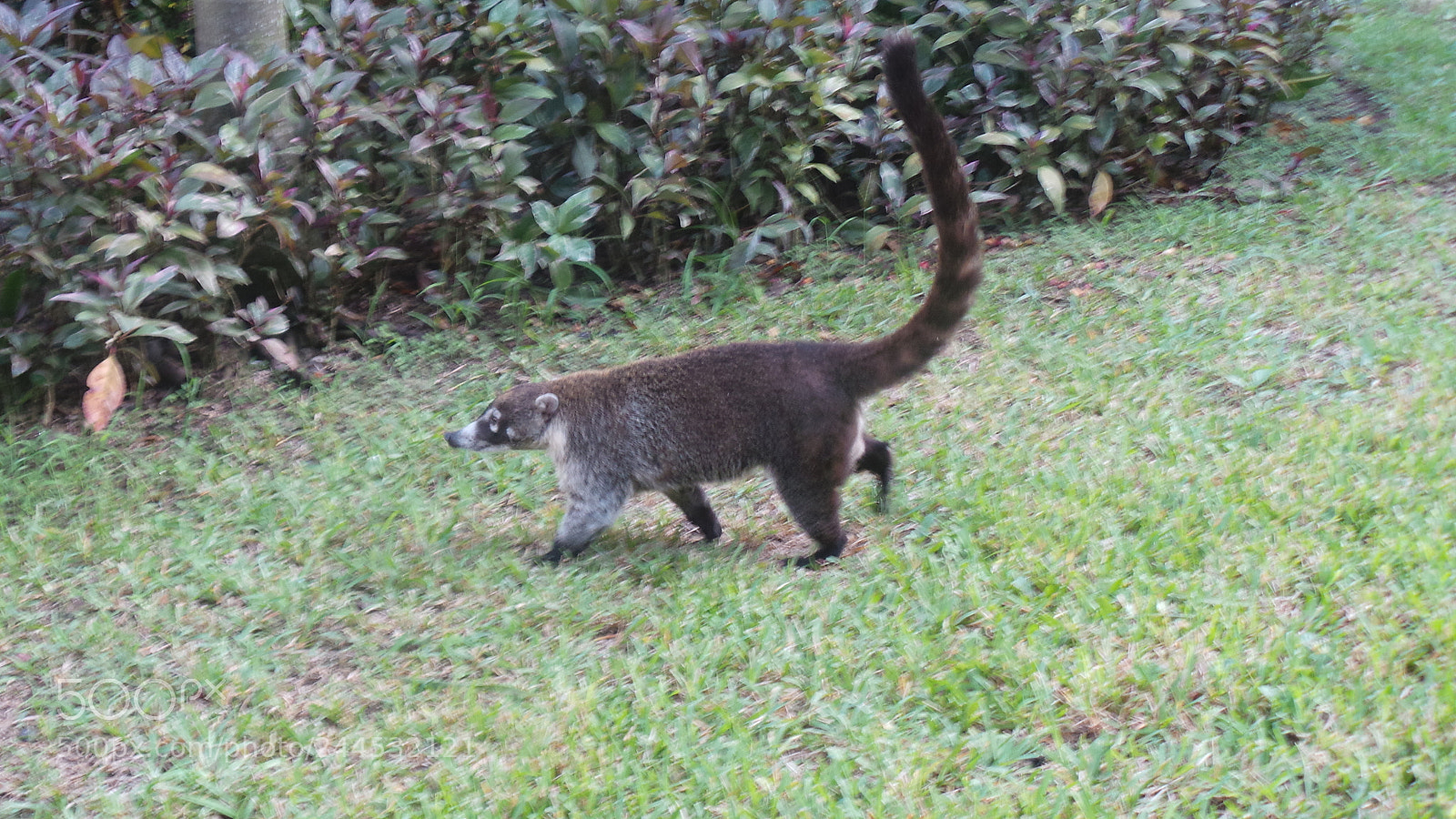 Samsung Galaxy Camera (Wi-Fi) sample photo. Coati photography