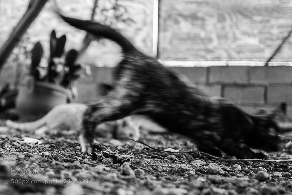 Fujifilm X-T10 sample photo. Untitled photography