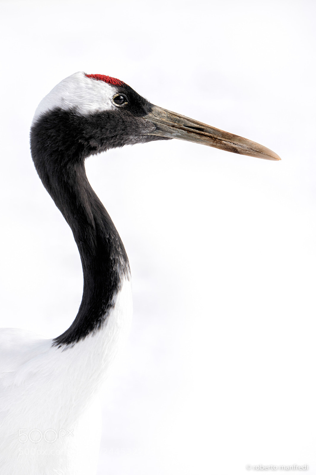 Sony a6500 sample photo. Crane portrait photography