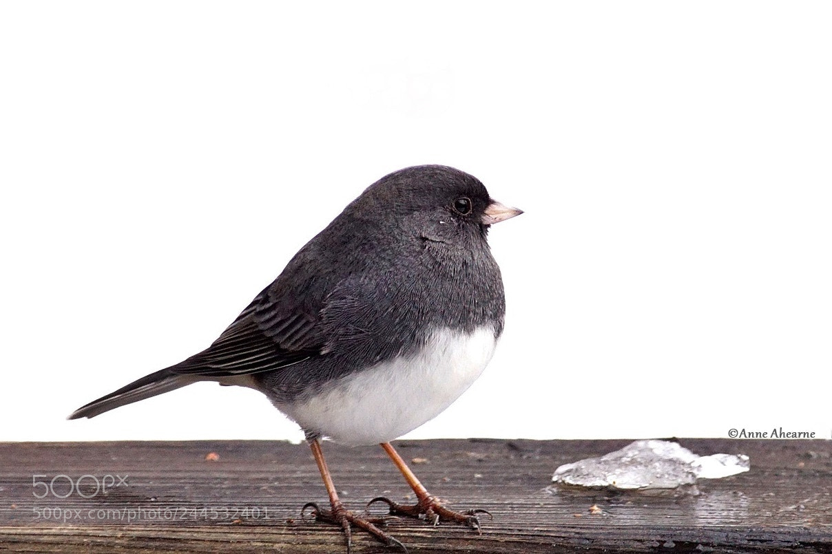 Sony ILCA-77M2 sample photo. Dark-eyed junco photography