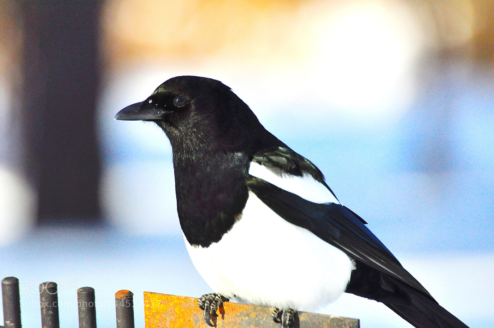 Nikon D90 sample photo. Magpie photography