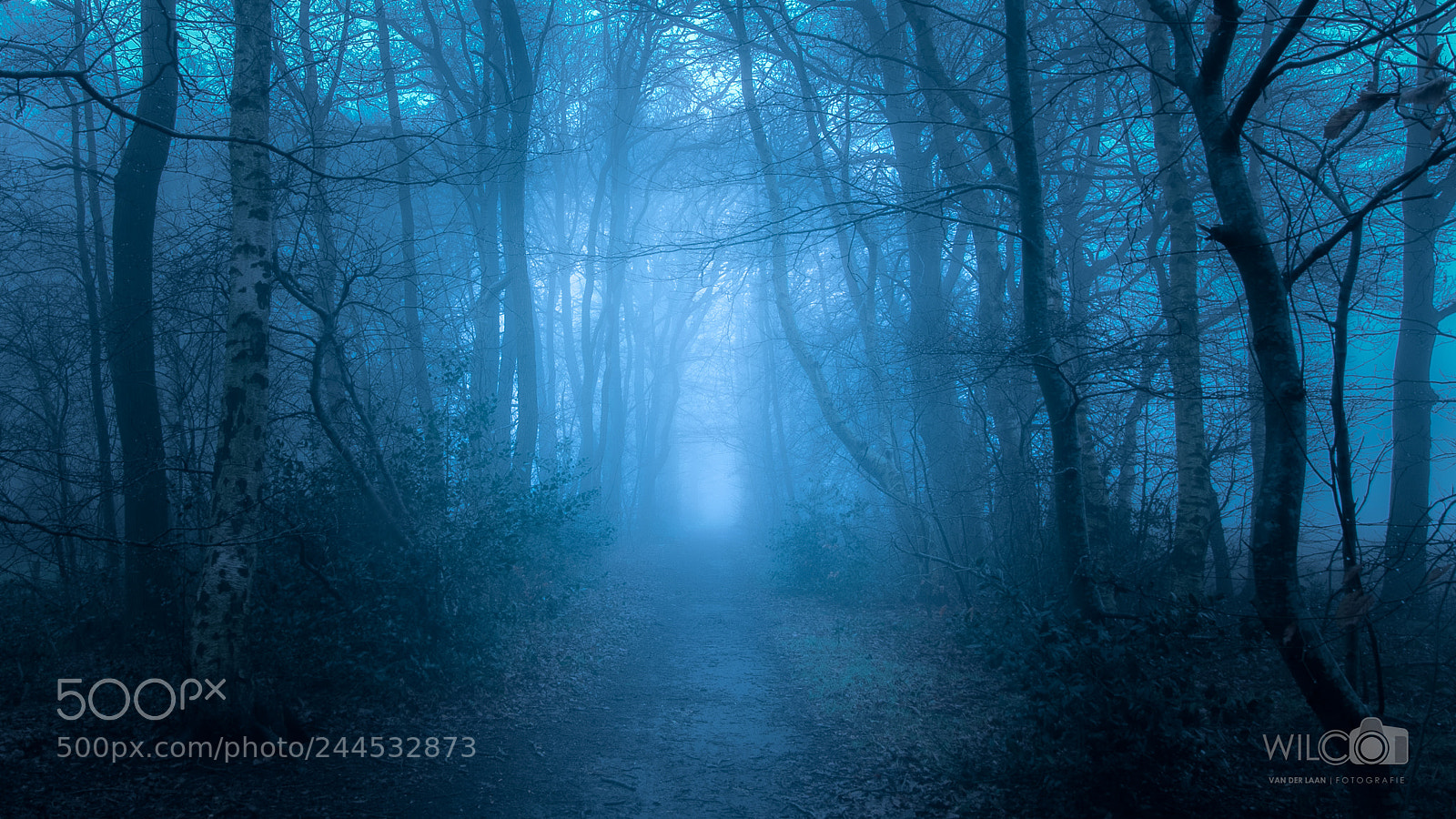 Canon EOS 7D Mark II sample photo. Blueforest photography