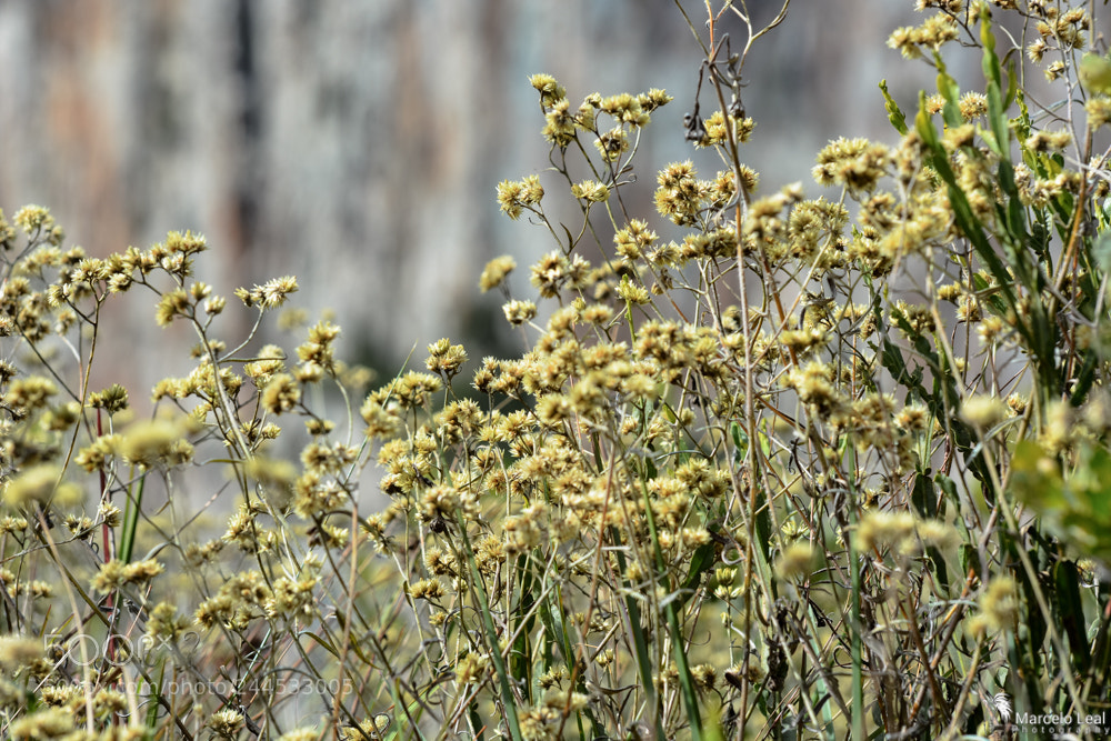 Nikon D7100 sample photo. Fragments of nature - 9 photography