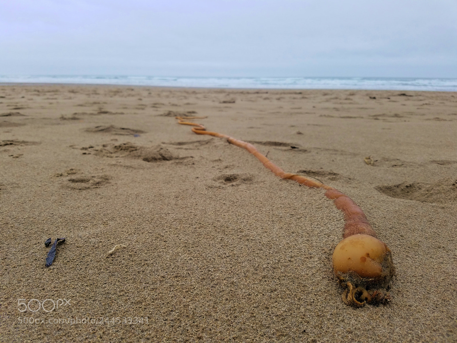 Samsung Galaxy S7 sample photo. Kelp photography