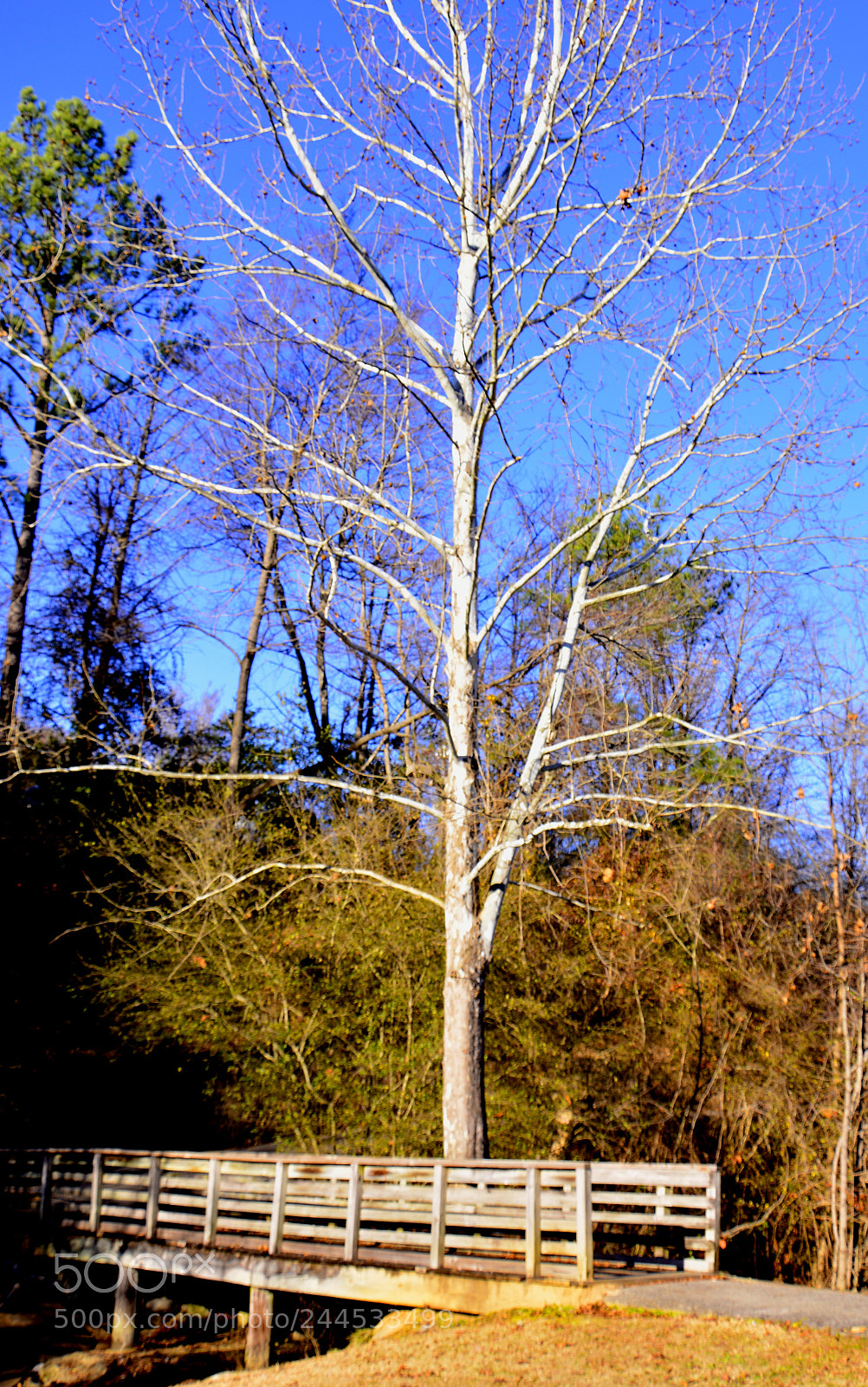Nikon D7100 sample photo. Bare photography