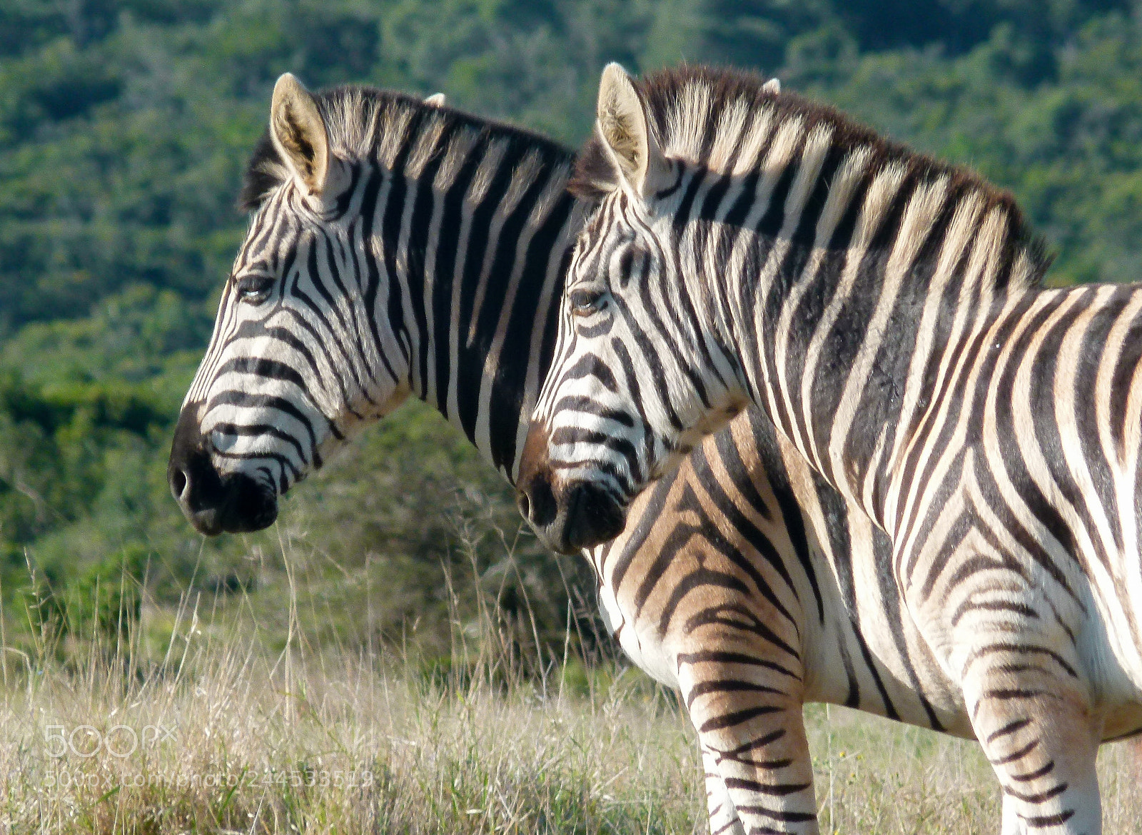 Panasonic Lumix DMC-FZ100 sample photo. Zebras photography
