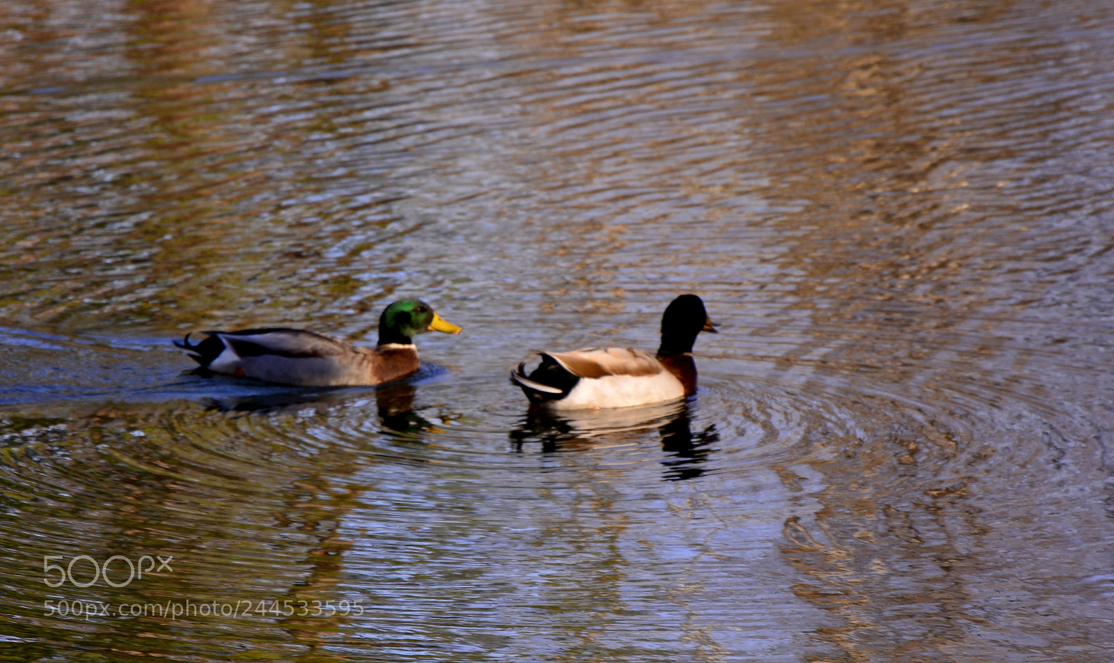 Nikon D7100 sample photo. On the pond photography