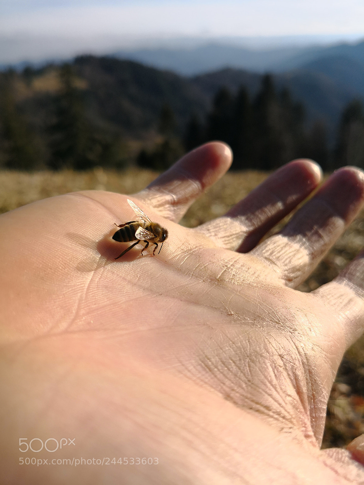 HUAWEI Mate 10 Pro sample photo. Untitled photography