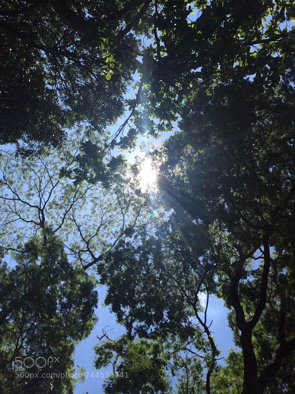 Apple iPhone 5s sample photo. Img photography