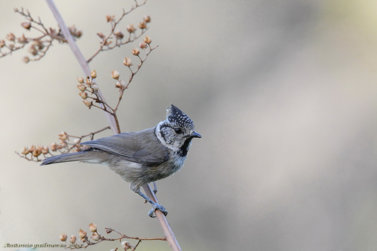 Nikon D7100 + Sigma 150-600mm F5-6.3 DG OS HSM | S sample photo. Herrerillo capuchino photography