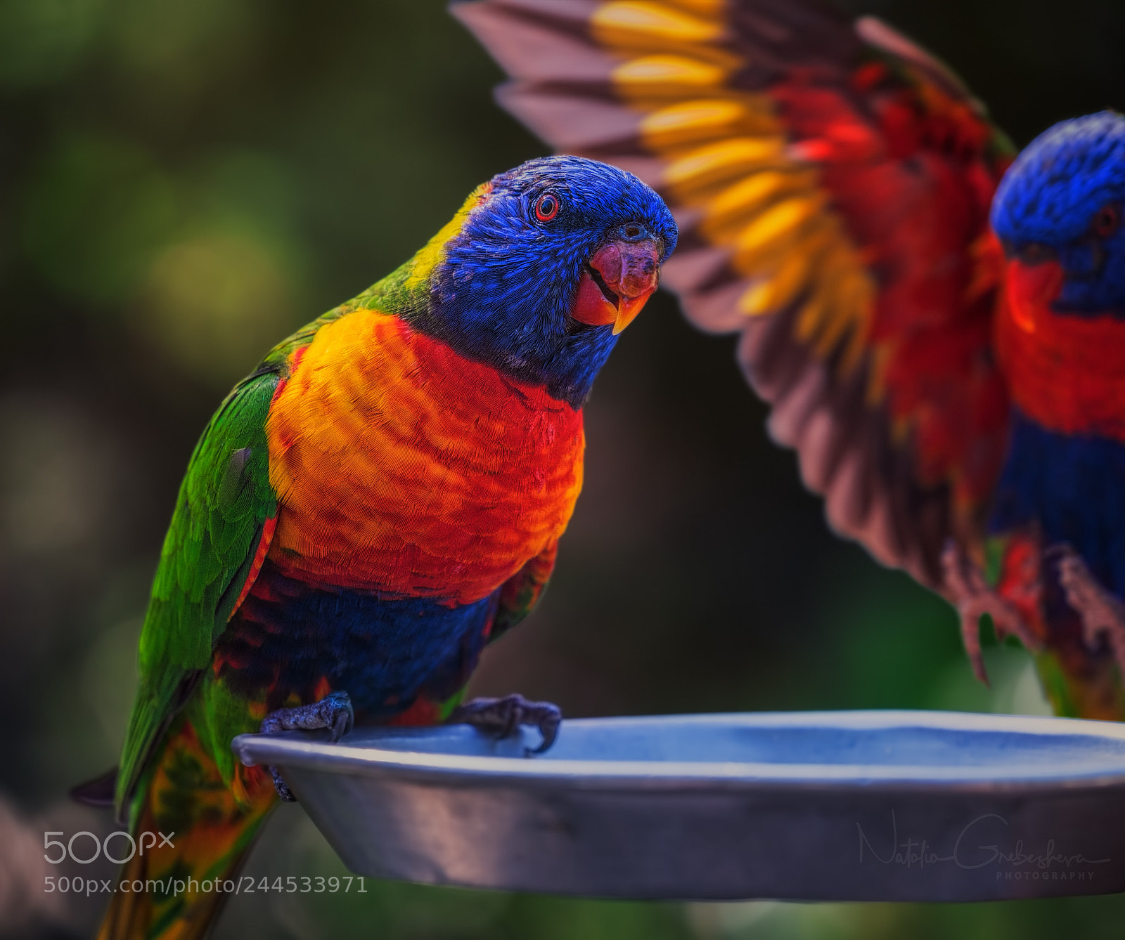 Sony a7R II sample photo. Lorikeet portrait photography