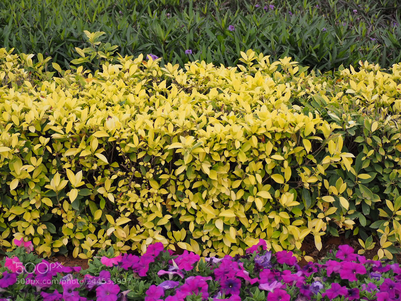 Olympus OM-D E-M10 II sample photo. 公园 photography