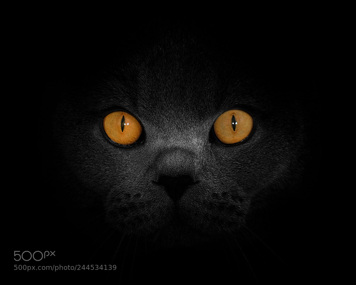 Fujifilm X-T2 sample photo. The cat photography