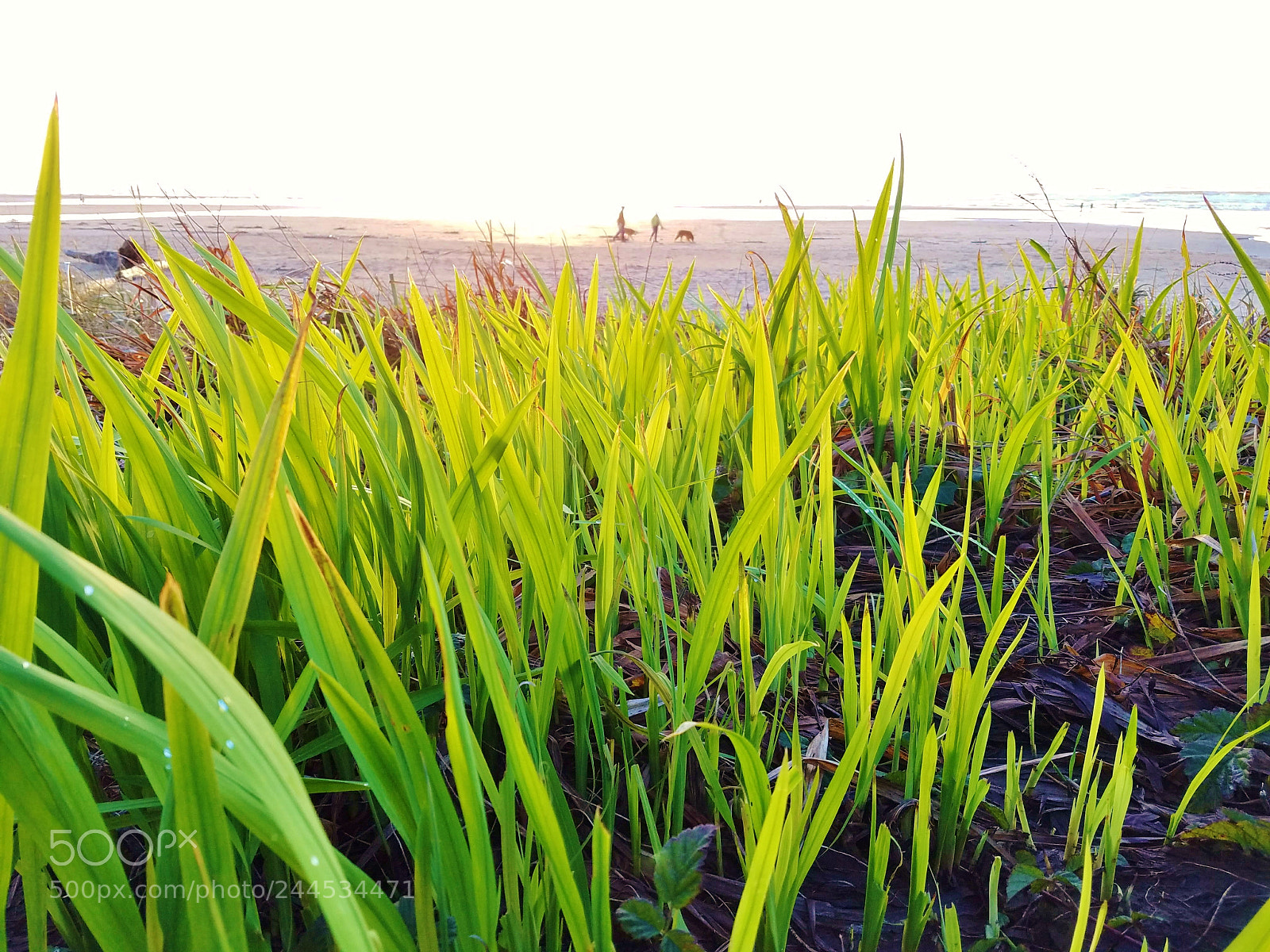 Samsung Galaxy S7 sample photo. Beach grass photography