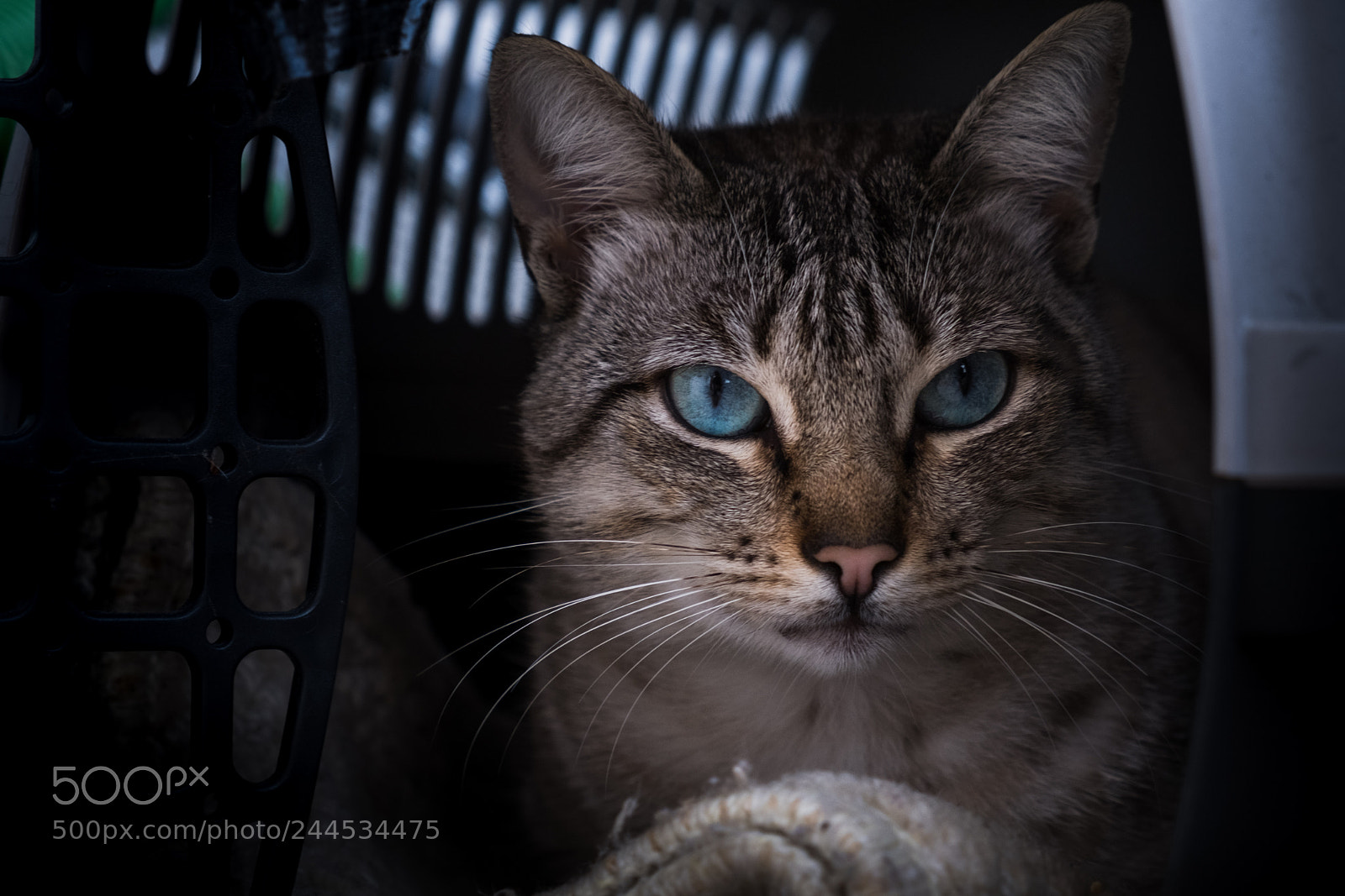 Fujifilm X-T20 sample photo. Blue cat eyes photography