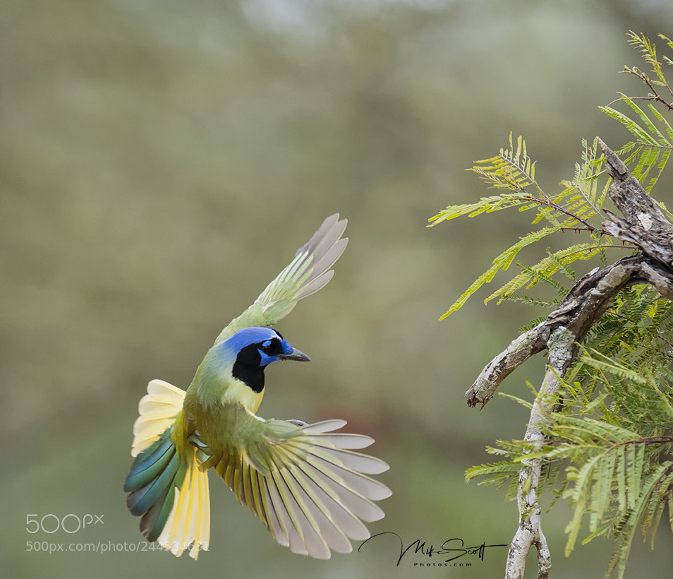 Nikon D500 sample photo. Landing green jay photography