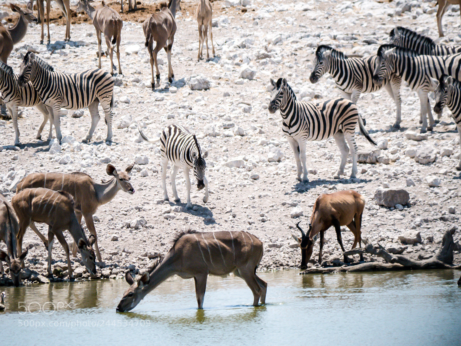 Panasonic DMC-G70 sample photo. The waterhole photography