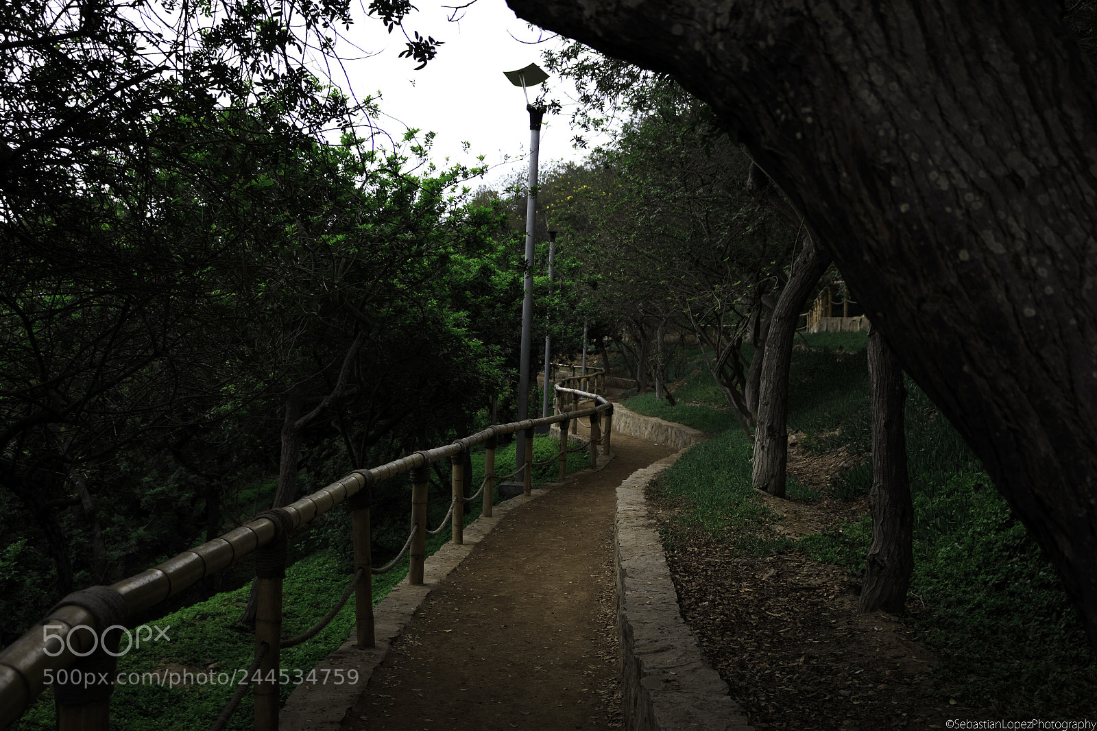 Canon EOS 700D (EOS Rebel T5i / EOS Kiss X7i) sample photo. Green walk photography