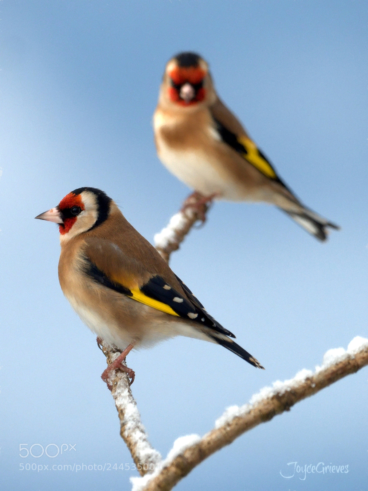 Olympus OM-D E-M1 sample photo. Carduelis photography