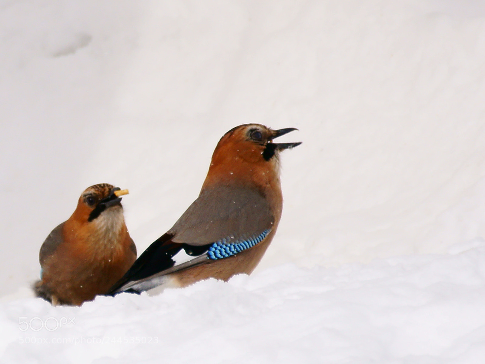 Sony Alpha NEX-6 sample photo. Eurasian jay photography