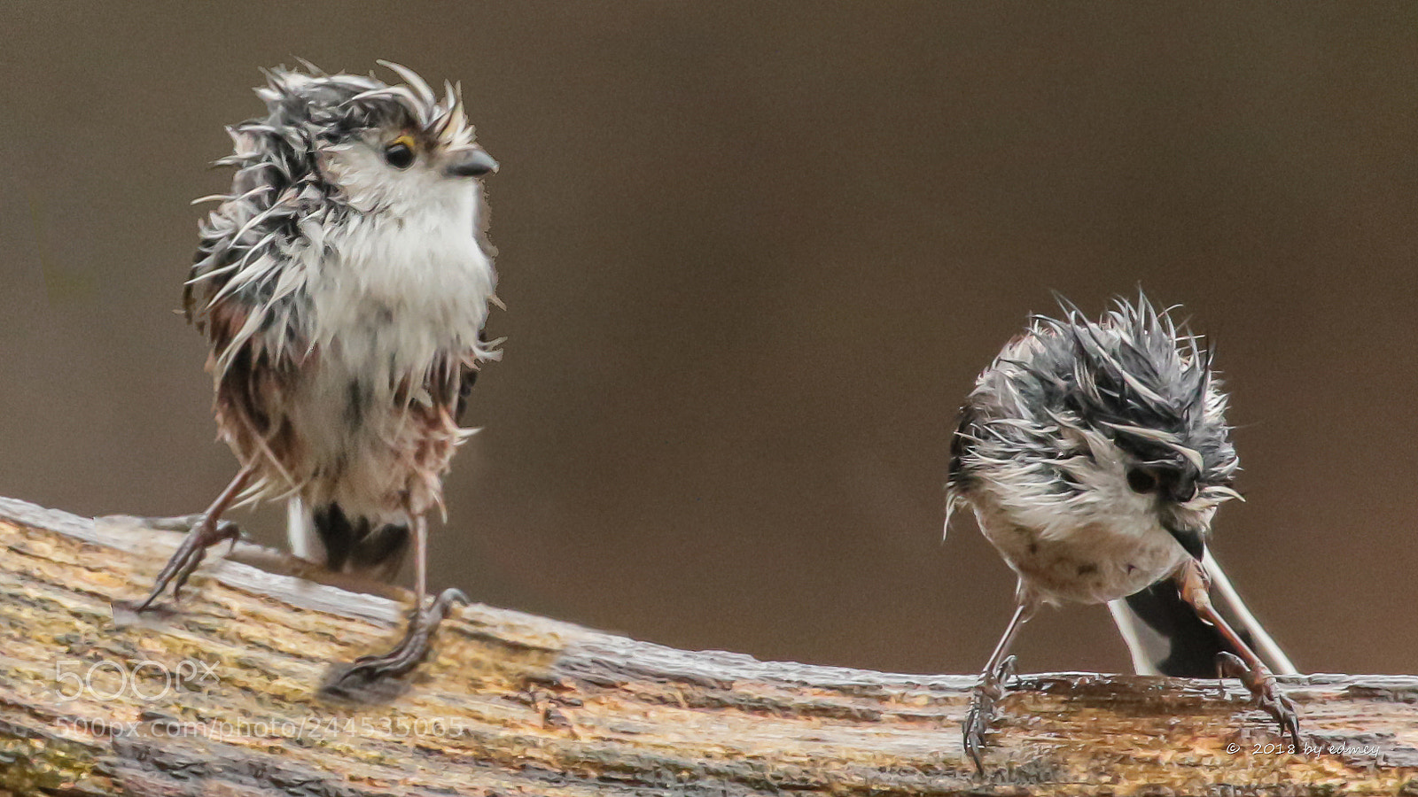 Canon EOS 7D Mark II sample photo. Two wet tits photography