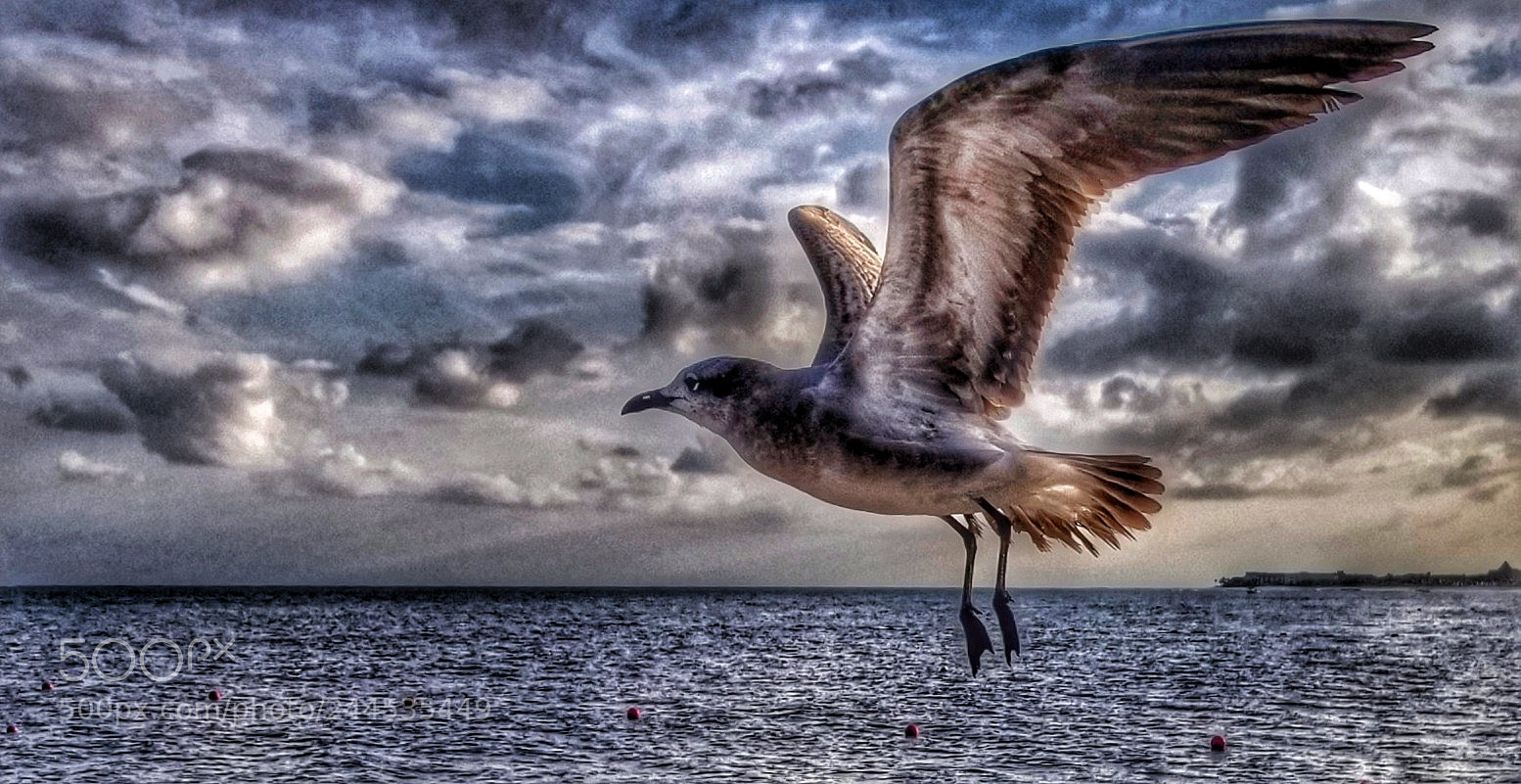 Samsung Galaxy S8 sample photo. Gaviota libre photography