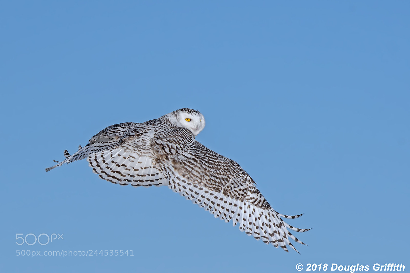 Nikon D500 sample photo. Tail fan female snowy photography