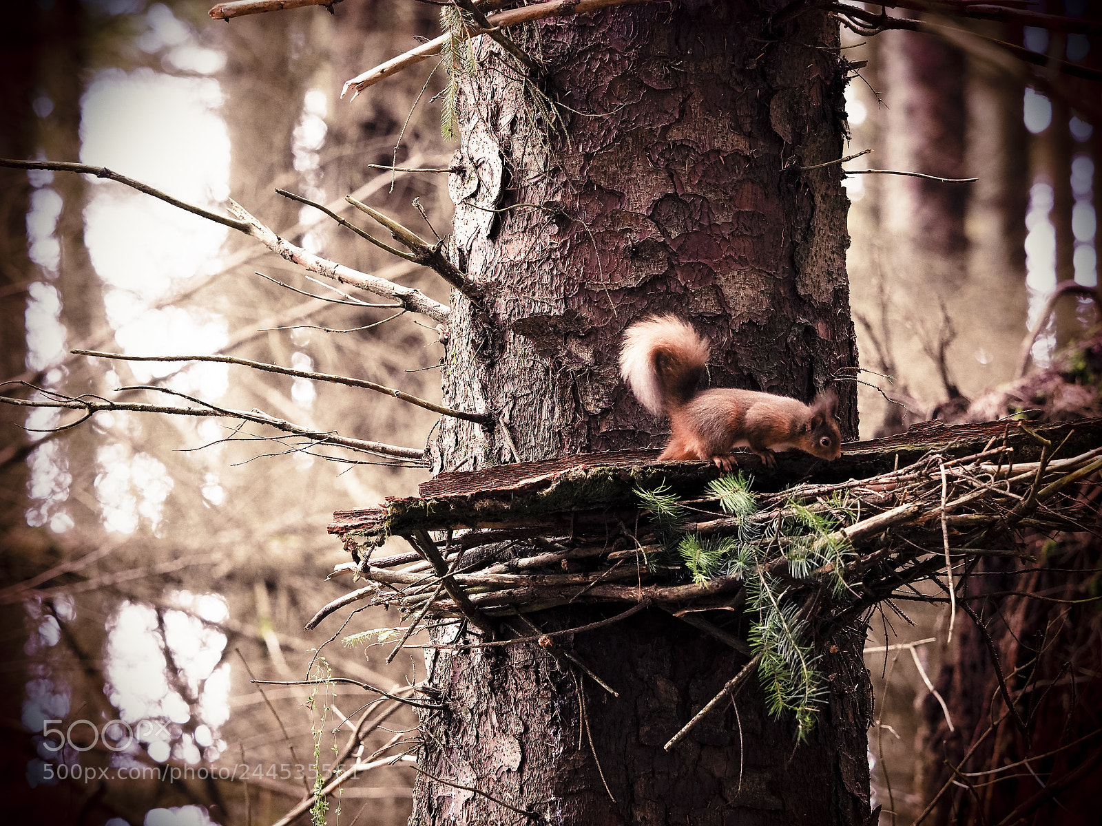 Olympus OM-D E-M1 sample photo. On the scrounge photography