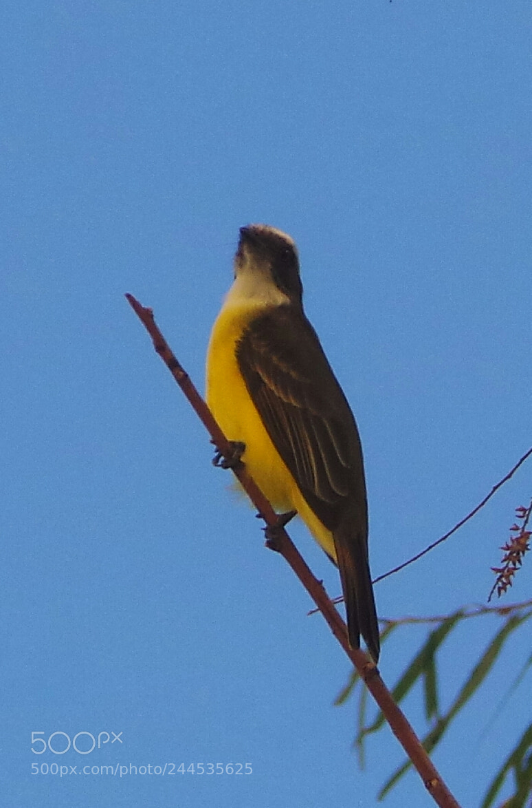 Samsung Galaxy Camera (Wi-Fi) sample photo. Bird photography