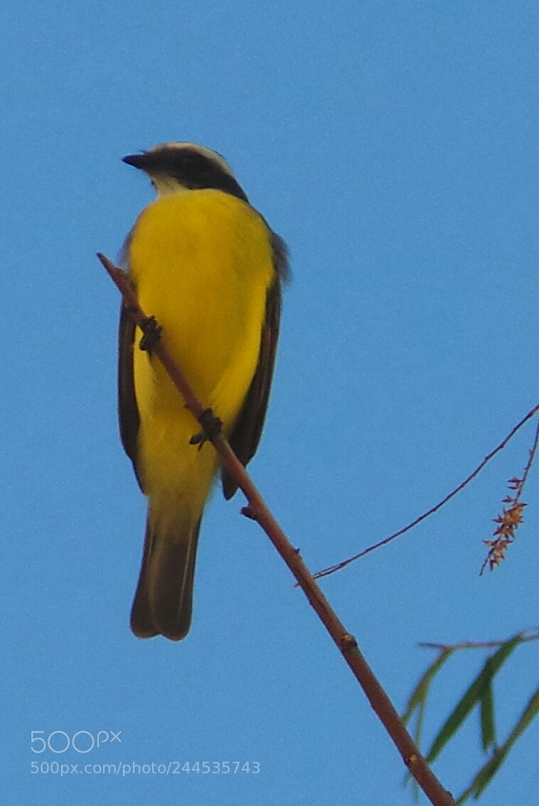 Samsung Galaxy Camera (Wi-Fi) sample photo. Bird photography
