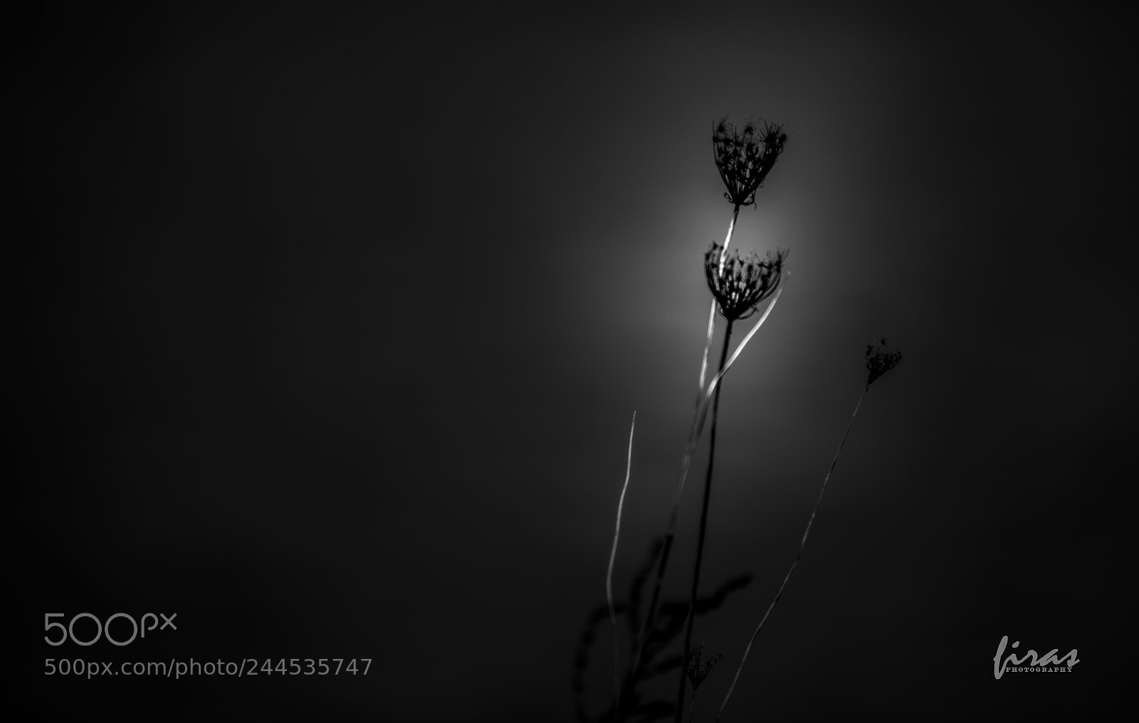 Nikon D610 sample photo. Bw photography
