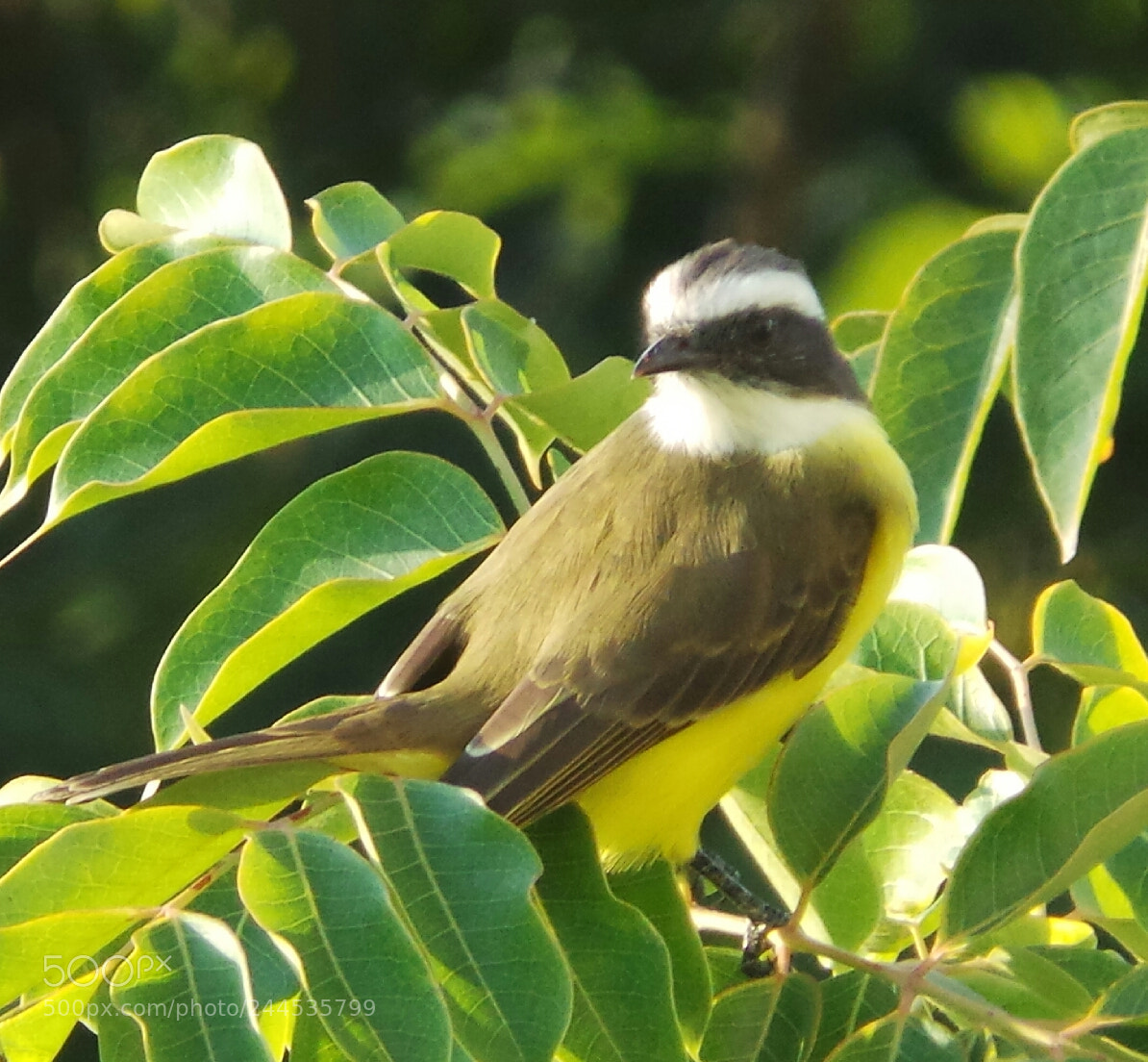 Samsung Galaxy Camera (Wi-Fi) sample photo. Bird photography