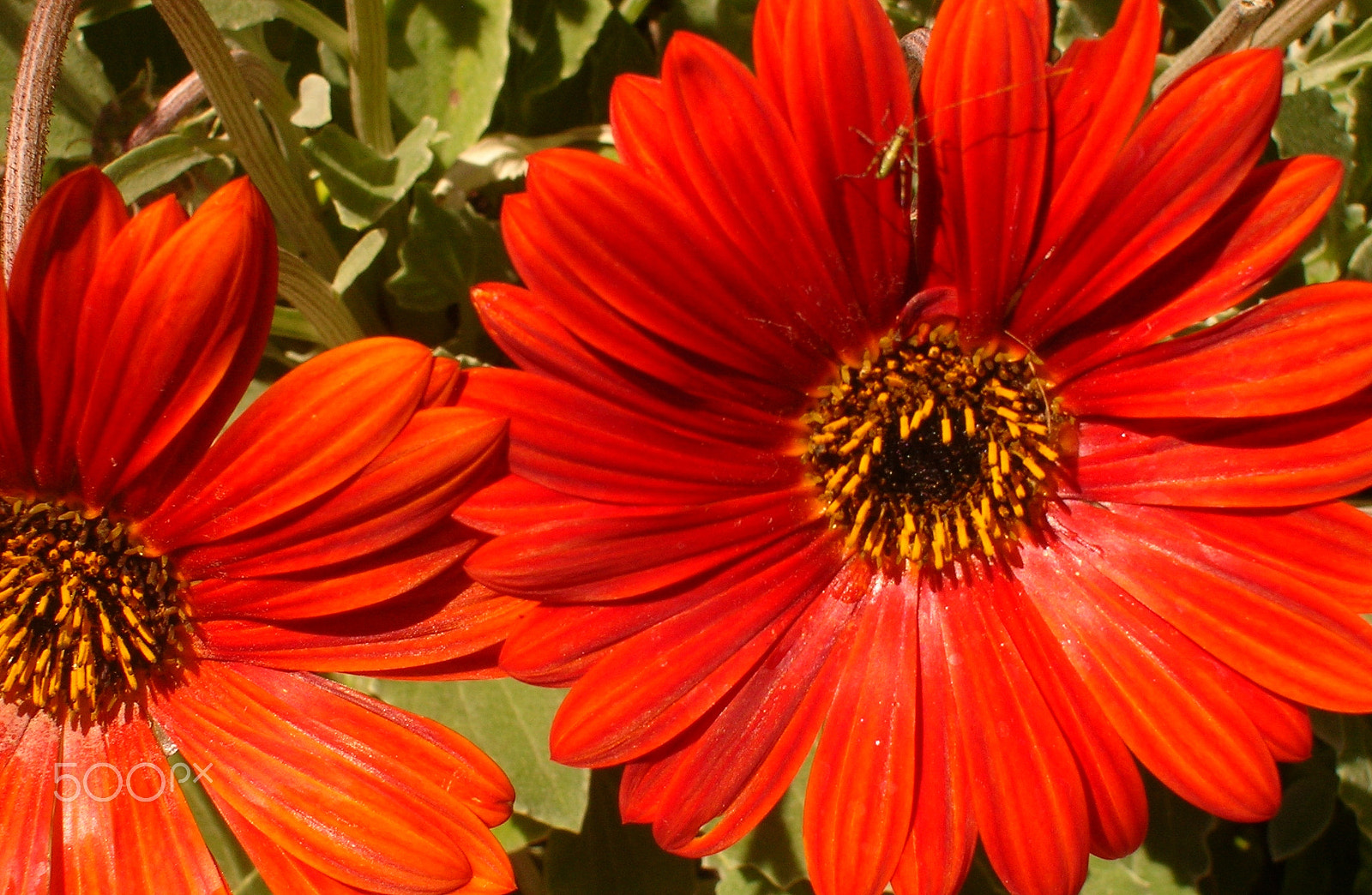 Nikon E4600 sample photo. Orange flower photography