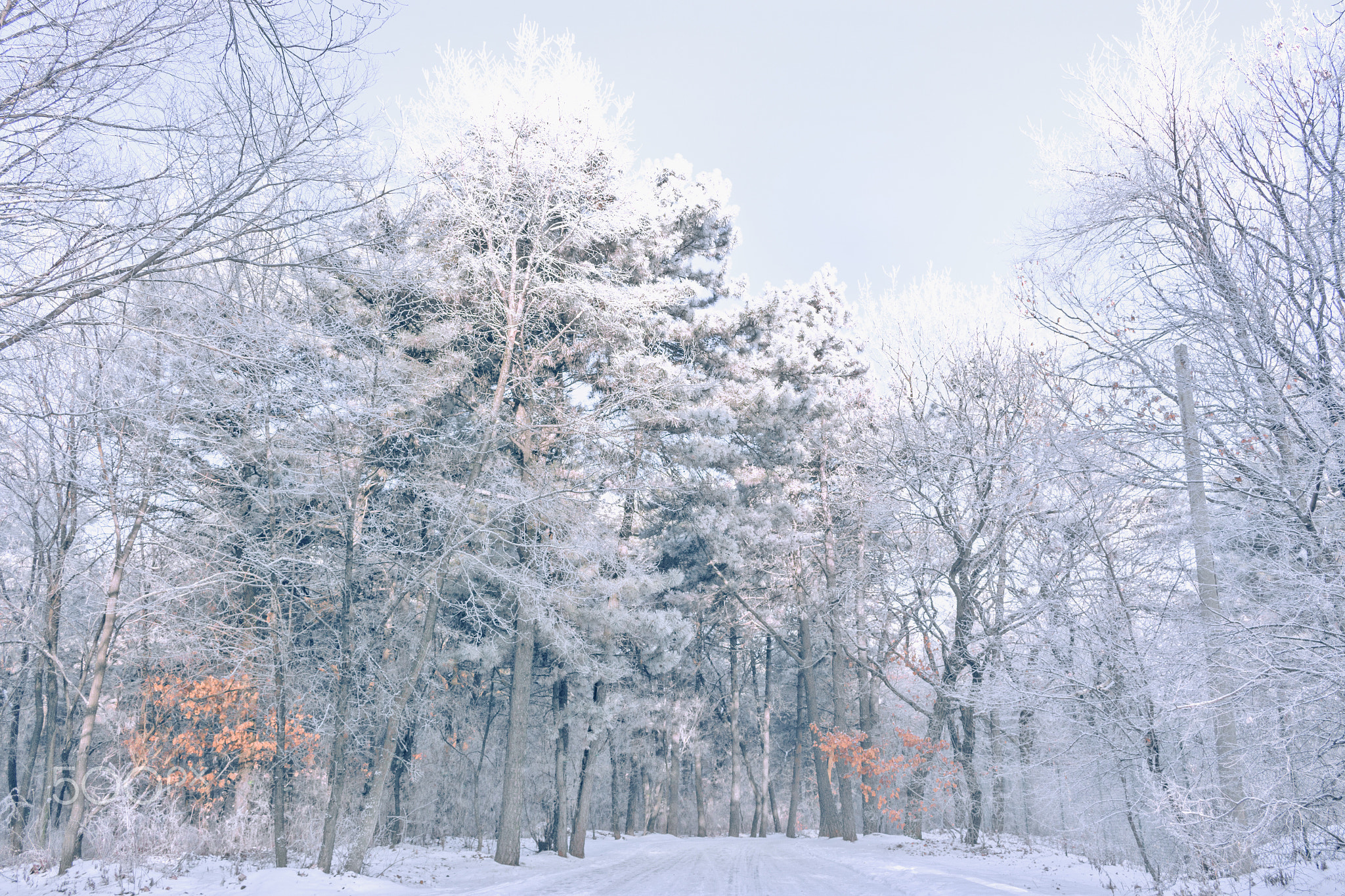 雪飞